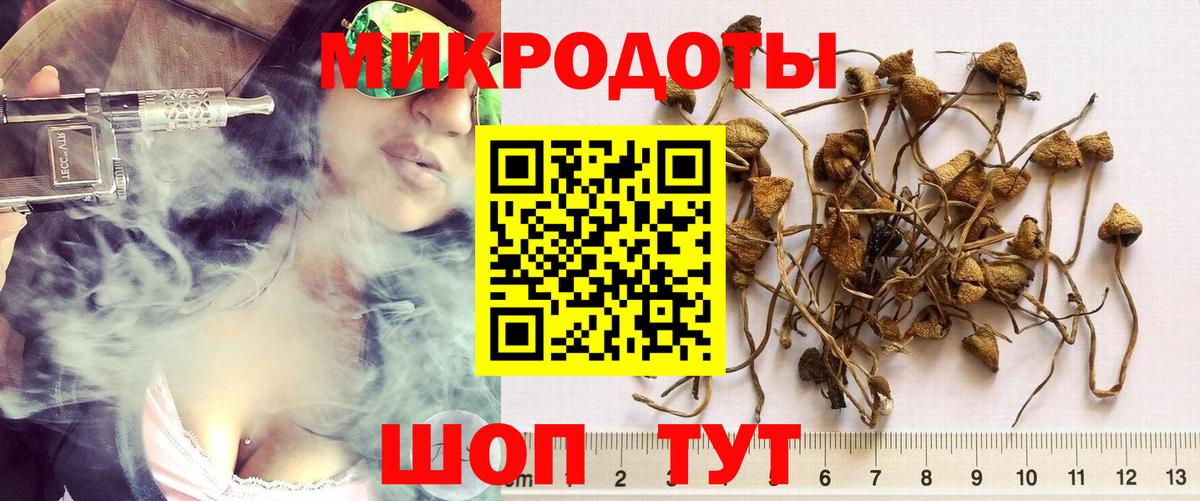 Псилоцибиновые грибы Psilocybe Алапаевск